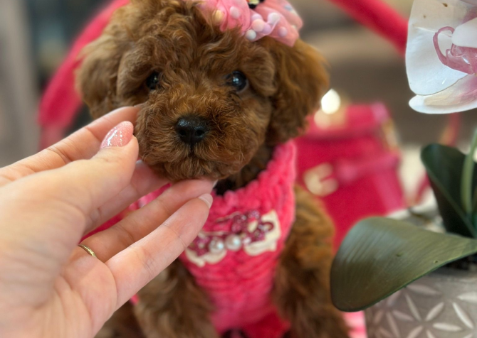 Red Brown Toy Poodle Yavrular